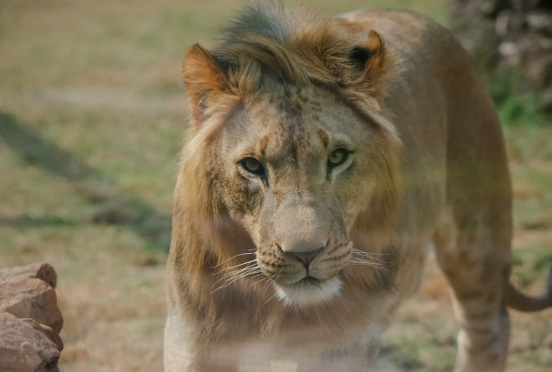 狮子是豹属和猫科动物科食肉哺乳动物的一种。图片下载