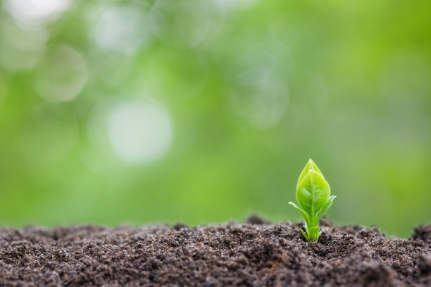 用散景在地面的绿色背景上种植幼苗图片下载