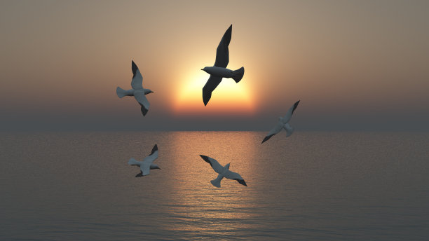 日落时的海鸥群图片下载