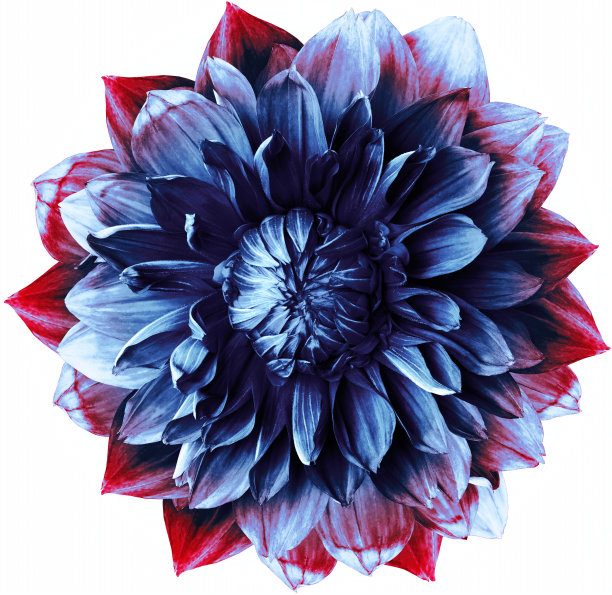 蓝红色大丽花。花在一个白色孤立的背景与修剪路径。为设计。特写镜头。大自然。图片下载