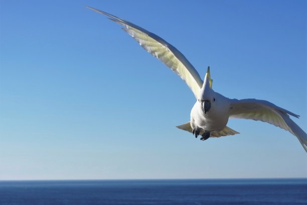 一只凤头鹦鹉正逼近摄影师图片下载