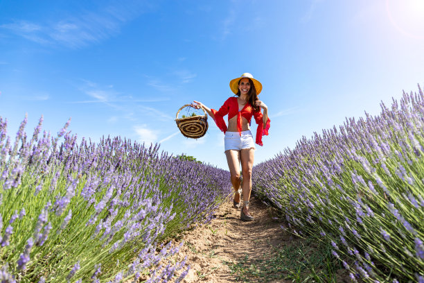 一个快乐的年轻女人手里提着篮子走在薰衣草田里。图片下载