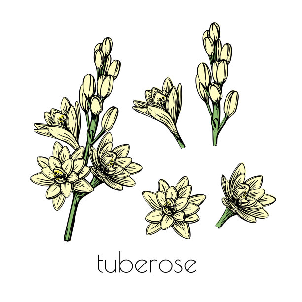 白色背景上的线条艺术风格的晚香玉花场景素描。图形色彩自然矢量插图元素。时髦的春季套装系列。图片下载