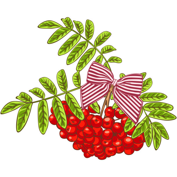 成熟的花楸的明亮的枝图片下载