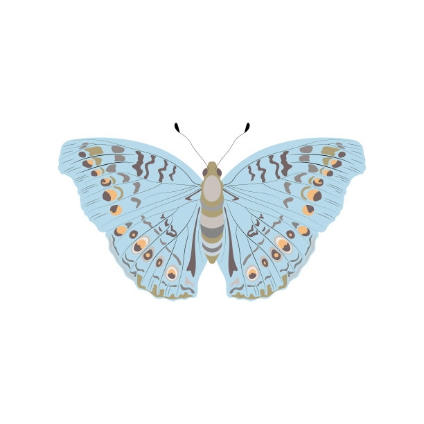 蝴蝶从order昆虫图片下载