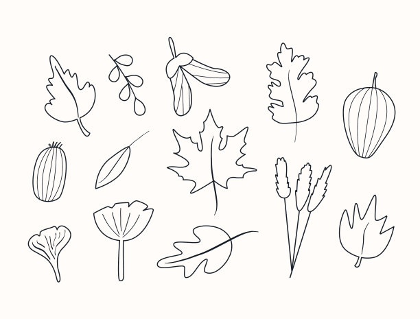 设置秋季植物标本室涂鸦风格的叶子图片下载