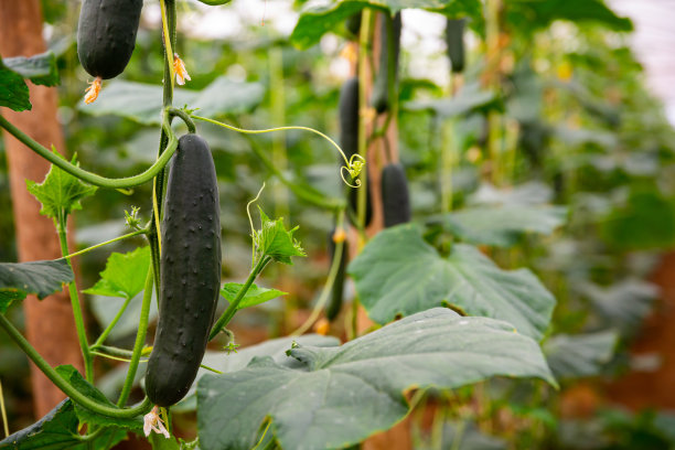 绿色黄瓜在温室里成熟的特写镜头图片下载
