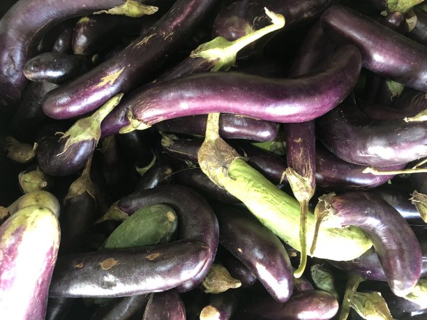 新鲜紫茄子准备烹饪的照片图片下载