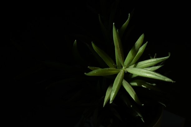 明亮的绿色叶子在暗影画面形成植物和光线抽象美丽的背景图片下载