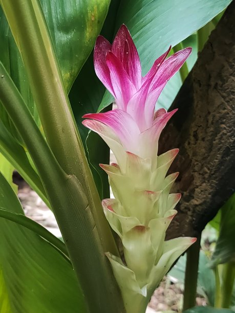 姜黄的花图片下载