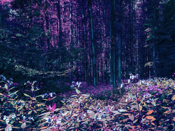 自然超现实森林植物抽象概念背景图片下载