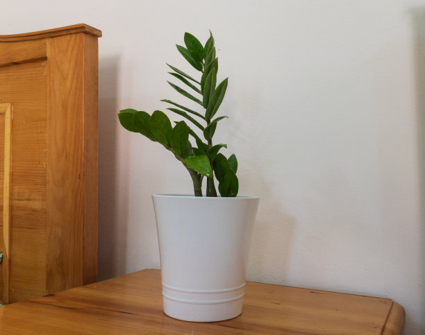 扎米花盆栽植物图片下载