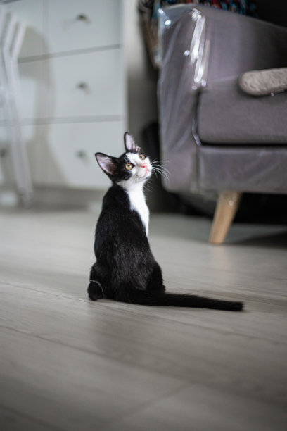 黑白彩色猫的后视镜和回望好奇。图片下载