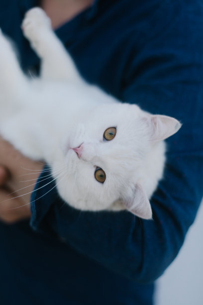 白猫在年轻人的怀里的特写图片下载