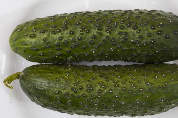 种植黄瓜。健康的蔬菜。适当的营养。有选择性的重点图片下载