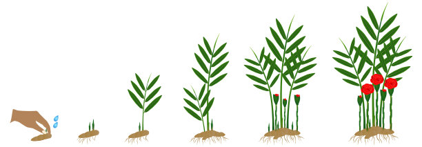 循环生长，弯角玫瑰暹罗图片下载