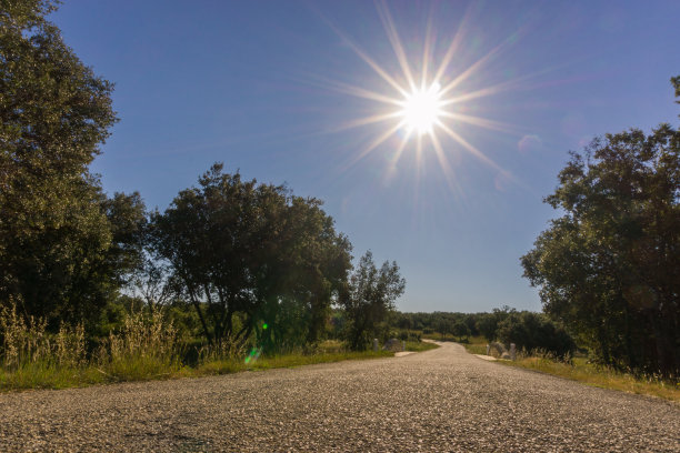 在一个炎热的夏天，太阳在法国南部的乡村道路上，两边都是树图片下载