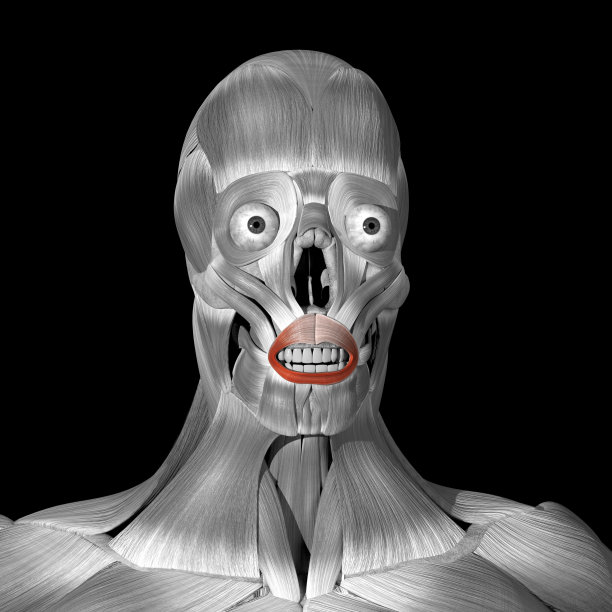 口轮匝肌的三维图解图片下载