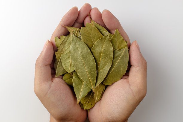 月桂叶图片下载