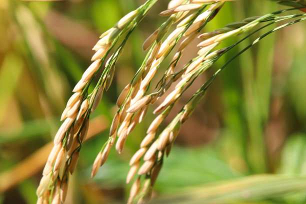 有机农场里的稻穗是黄色的图片下载