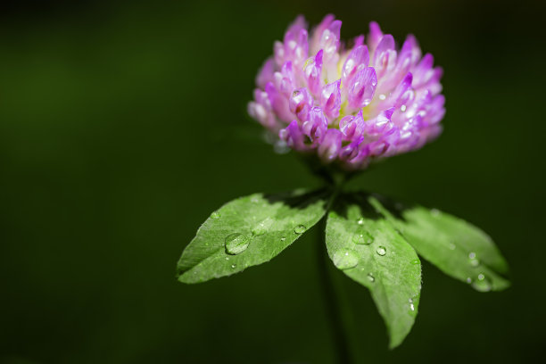 一张红色三叶草花的微距照片，叶子上有露珠(雨)。聚光灯。古董冰铜着色。图片下载