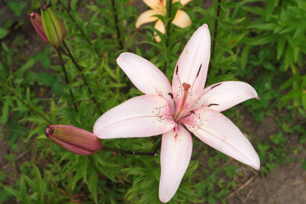 野生百合花一朵粉红色的花，花粉洒了，花蕾未开放图片下载