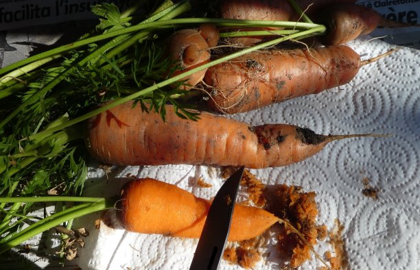 去皮的新鲜和有机胡萝卜图片下载