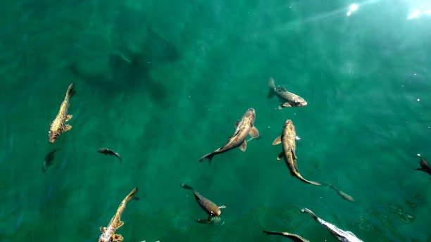 鲤鱼在池塘里游泳吃东西图片下载