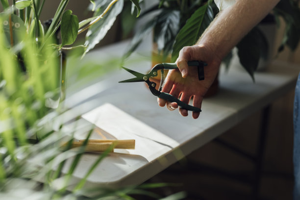 近景照片的手拿着剪刀桌上有园艺设备和植物图片下载