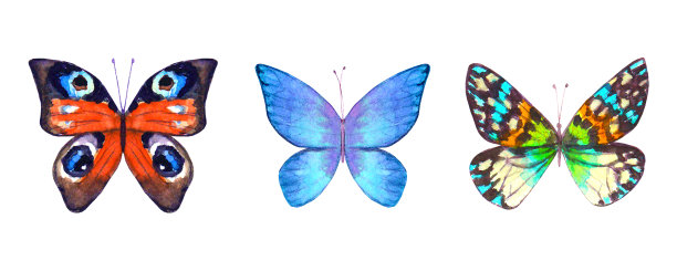 水彩植物夏季套的多色彩色蝴蝶图片下载