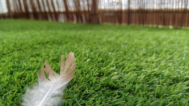 草阳台上有鸟羽毛图片下载