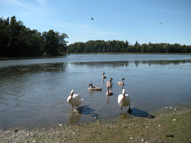 赫尔辛基公园里的鸟图片下载