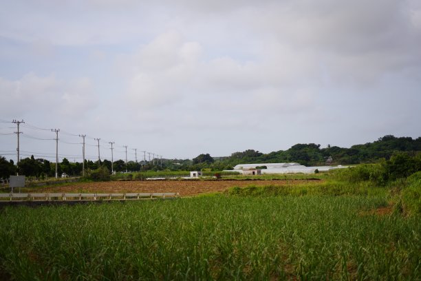 热带乡村的田野图片下载