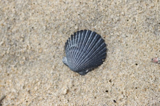 沙上对称的灰色扇贝壳图片下载