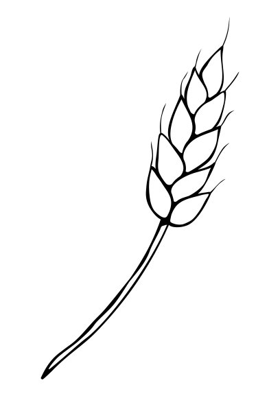 矢量轮廓小麦小穗分离在白色的背景。手绘轮廓剪纸在涂鸦风格。面包、面粉、丰收、感恩的主题图片下载