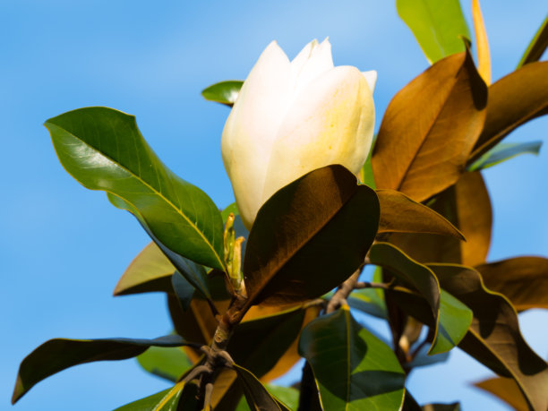 常青木兰的芽图片下载