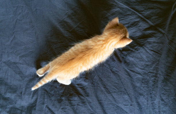 红猫拿着黑床单从床上走过。俯视图图片下载