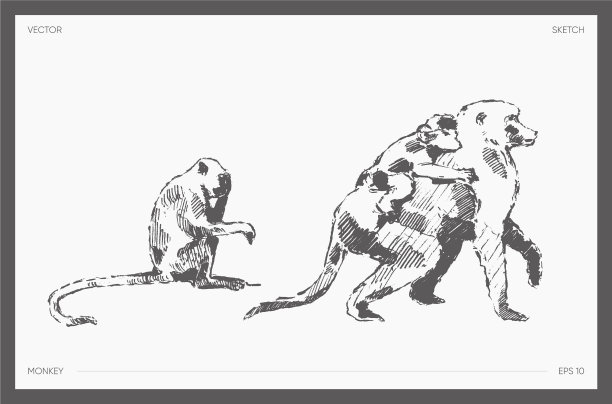 高细节画猴写实素描图片下载