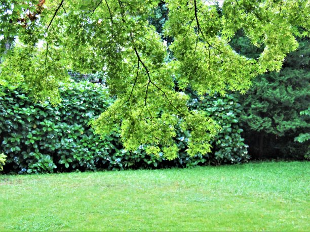 日本。7月。漂亮的晴天。森林中的空地。图片下载