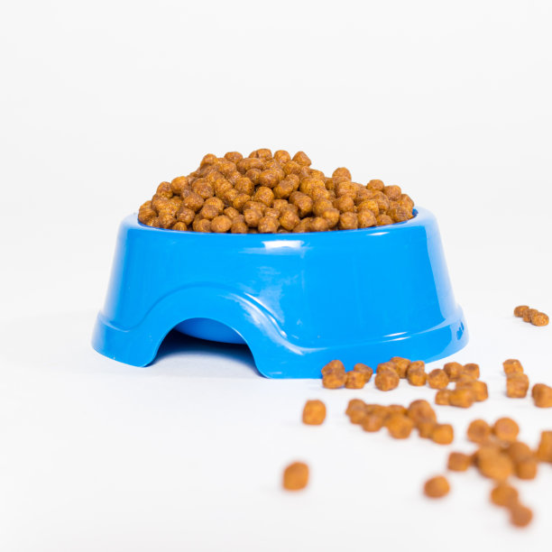 蓝色的盘子和动物的干粮在一个白色的背景隔离的正方形卡片的宠物店图片下载
