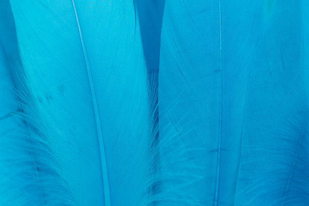 蓝色羽毛的背景图片下载
