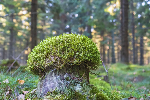 树桩和苔藓在森林里图片下载