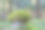树桩和苔藓在森林里图片下载