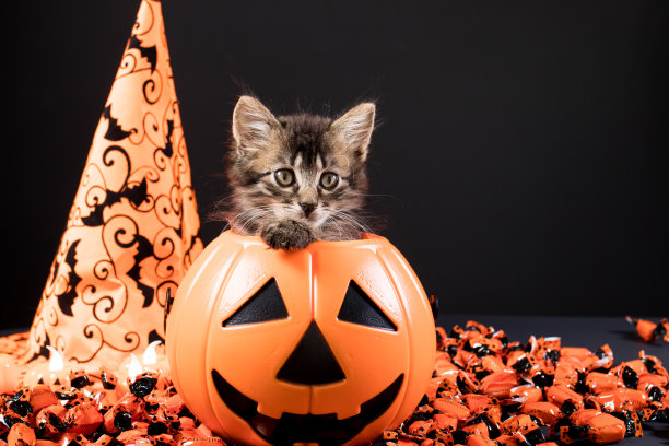 万圣节快乐卡。图片下载