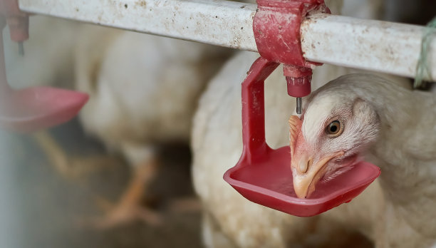 自由放养有机肉用鸡奶嘴后院农场饮水鸡图片下载