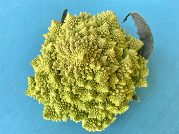 罗曼斯科花椰菜图片下载