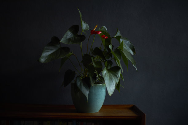 盆栽百合图片下载