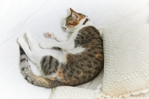 倒立睡猫图片下载