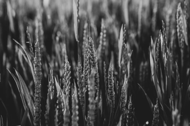 谷穗单色图片下载