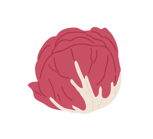 红叶沙拉代表意大利菊苣图片下载